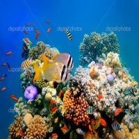 /album/a1st-class-scuba/coral-reef-jpg/